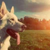 Fashion Grote witte hond bij zonsondergang fotobehang Dieren