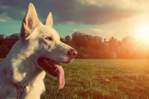Fashion Grote witte hond bij zonsondergang fotobehang Dieren