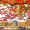 Fashion Gyeongbukgung Palace in de herfst fotobehang Bloemen | Architectuur