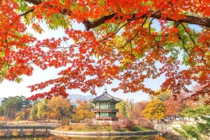 Fashion Gyeongbukgung Palace in de herfst fotobehang Bloemen | Architectuur
