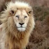 Online Harige Leeuw in de natuur fotobehang Dieren