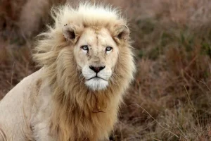 Online Harige Leeuw in de natuur fotobehang Dieren