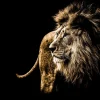New Harige leeuw met een zwarte achtergrond fotobehang Slaapkamer | Dieren