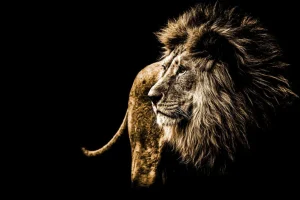 New Harige leeuw met een zwarte achtergrond fotobehang Slaapkamer | Dieren