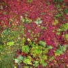 Outlet Herfst Bladeren fotobehang Bloemen
