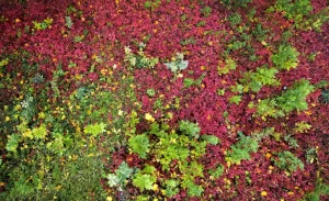Outlet Herfst Bladeren fotobehang Bloemen