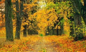 Hot Herfst Bomen met Gele Bladeren fotobehang Bloemen