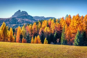 Discount Herfst in de Italiaanse Alpen fotobehang Bloemen
