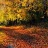 Best Herfstbos met Bomen en Bladeren fotobehang Bloemen