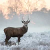 Discount Hert in de winter fotobehang Dieren