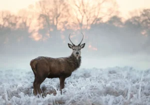 Discount Hert in de winter fotobehang Dieren