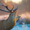 Discount Hert met Wazige achtergrond fotobehang Dieren