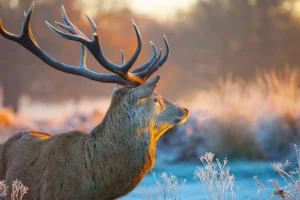 Discount Hert met Wazige achtergrond fotobehang Dieren