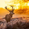 Sale Hert met Zonsondergang fotobehang Dieren