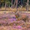 New Hert op de Veluwe fotobehang Dieren | Bloemen