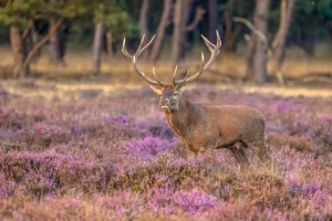 New Hert op de Veluwe fotobehang Dieren | Bloemen