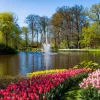 Clearance Het Keukenhof park met tulpen fotobehang Steden | Architectuur