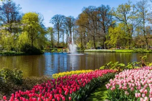 Clearance Het Keukenhof park met tulpen fotobehang Steden | Architectuur
