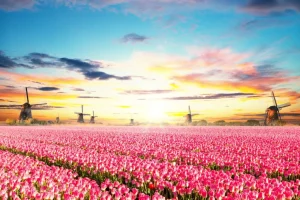 Discount Hollands roze tulpenveld fotobehang Hobbykamer | Bloemen