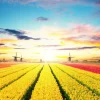 Discount Hollands tulpenveld fotobehang Steden | Architectuur