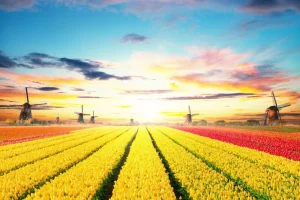 Discount Hollands tulpenveld fotobehang Steden | Architectuur