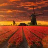 Best Hollands tulpenveld onder een rode lucht fotobehang Steden | Architectuur