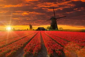 Best Hollands tulpenveld onder een rode lucht fotobehang Steden | Architectuur