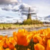 Online Hollandse molen met oranje tulpen op de voorgrond fotobehang Steden | Architectuur
