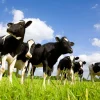 Discount Holstein Koeien in de weide fotobehang Dieren