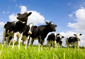 Discount Holstein Koeien in de weide fotobehang Dieren