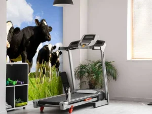 Discount Holstein Koeien in de weide fotobehang Dieren