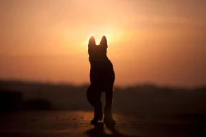Best Hond bij zonsondergang fotobehang Dieren