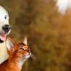 Sale Hond en kat kijken naar boven fotobehang Dieren