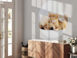 Online Hond en kat slapen knuffelend fotobehang Dieren