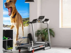 Best Hond in de zomer op het strand fotobehang Dieren