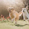 Outlet Honden in een parkje fotobehang Dieren