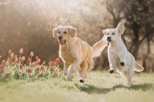 Outlet Honden in een parkje fotobehang Dieren