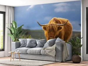 Clearance Hooglander in de weide fotobehang Dieren