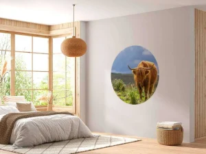 Clearance Hooglander in de weide fotobehang Dieren