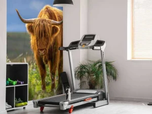 Clearance Hooglander in de weide fotobehang Dieren