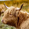 New Hooglanders in de Weide fotobehang Dieren