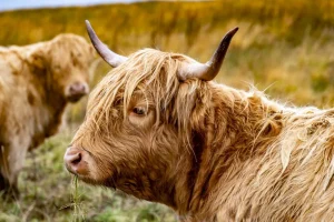 New Hooglanders in de Weide fotobehang Dieren