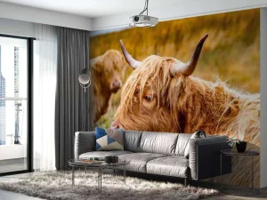 New Hooglanders in de Weide fotobehang Dieren