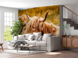 New Hooglanders in de Weide fotobehang Dieren