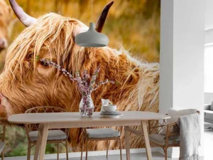 New Hooglanders in de Weide fotobehang Dieren