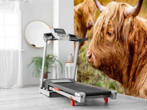 New Hooglanders in de Weide fotobehang Dieren