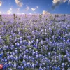 Fashion Hortensia veld in Texas fotobehang Bloemen