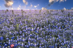 Fashion Hortensia veld in Texas fotobehang Bloemen