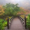 Clearance Houten brug in een Japanse tuin fotobehang Bloemen | 3d