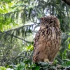 Clearance Indiase oehoe in het wild fotobehang Dieren
